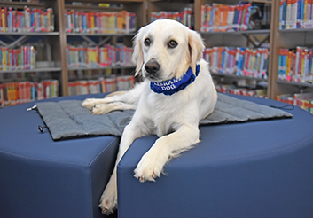  Copeland Elementary welcomes library comfort dog